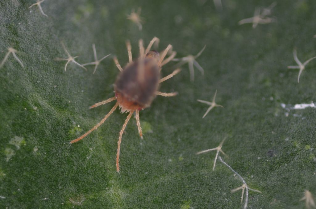 Acari su foglie di edera: cfr.  Tetranychidae - Rende (CS)